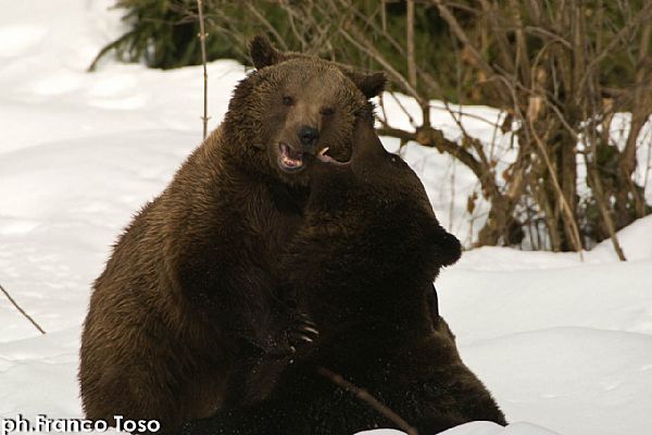 iUser_1\webG_Natura\mammiferi\0 (1).jpg